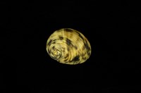 藏品(粗紋蜑螺)的圖片